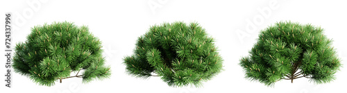 Pinus mugo pumilio isolate transparent background.3d rendering PNG