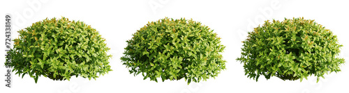 Spiraea japonica trees isolate transparent background.3d rendering PNG