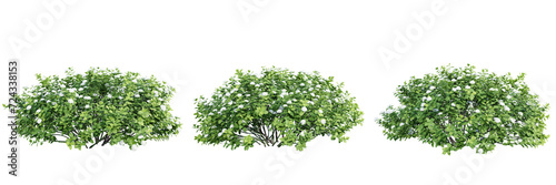 Spiraea betulifolia trees isolate transparent background.3d rendering PNG
