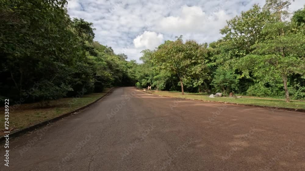 Serene Drive Through Lush Greenery Serene Drive Through Lush Greenery