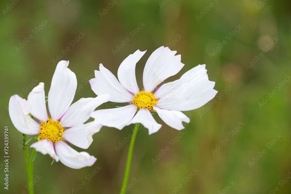 White Cosmos flower close-up on blurred green background White Cosmos flower close-up on blurred green background