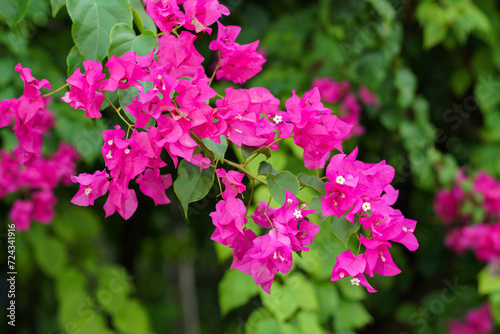 Bougainvillea or bugenvil flower in the park
