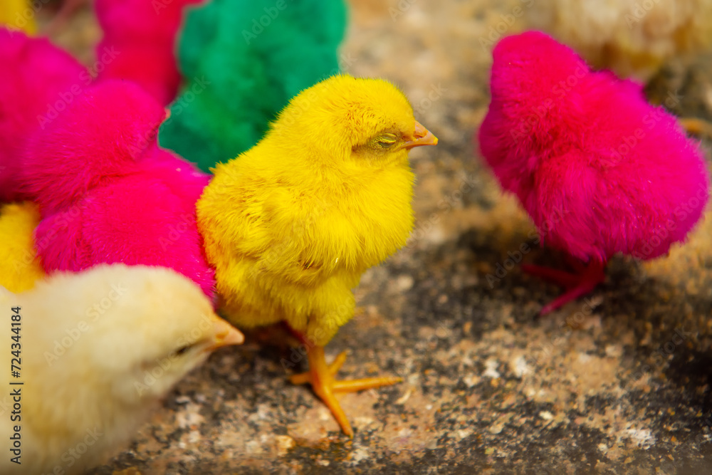 colorful chicks for sale at animal market