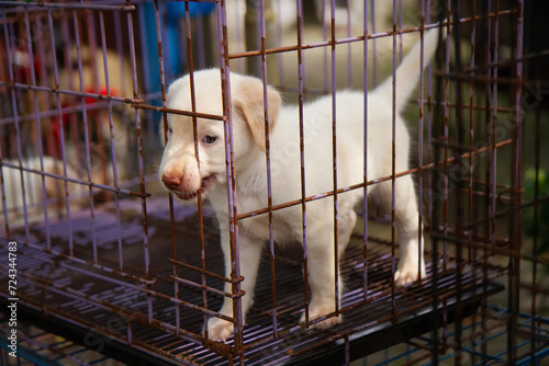puppies in a cage at animal market