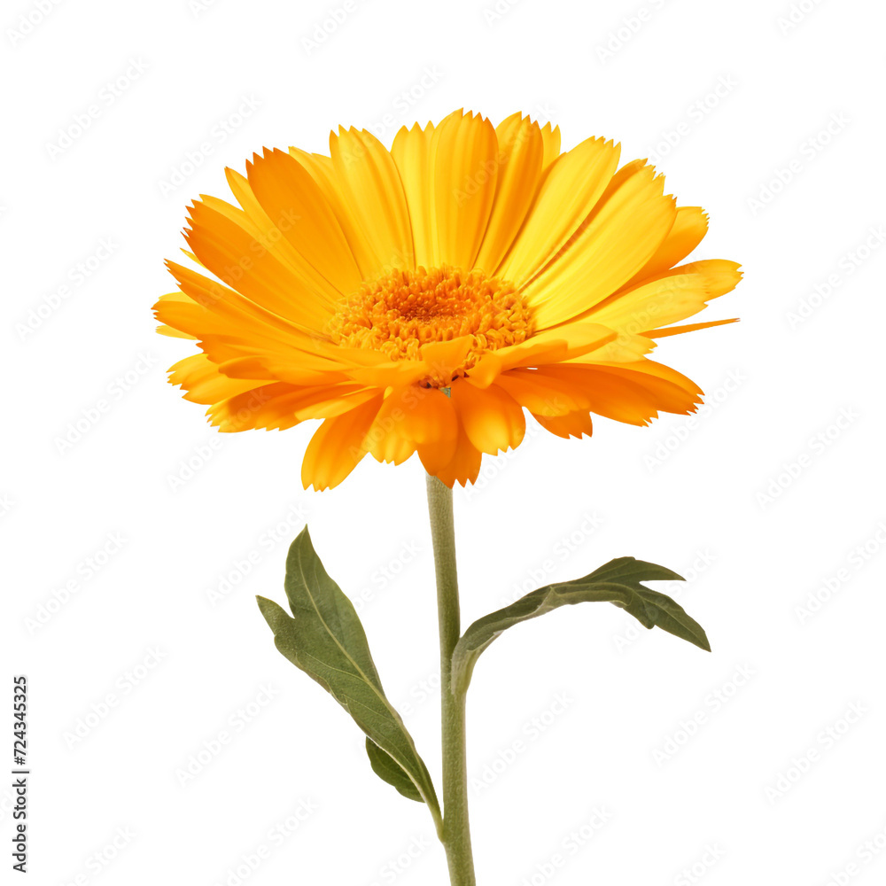 Calendula flower isolated on transparent background