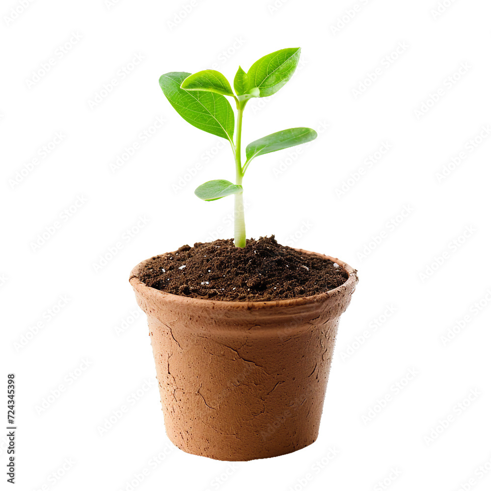 cute pot with little plant, isolated PNG object cute pot with little plant, isolated PNG object
