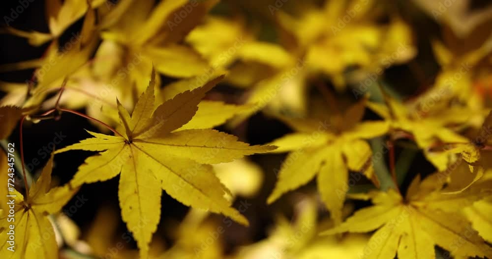 An illuminated yellow leaves at the traditional garden at night in autumn close up