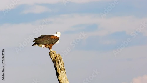 An African Fish eagle (Haliaeetus vocifer) perched on a tree branch. Chobe National Park, Botswana, South Africa photo