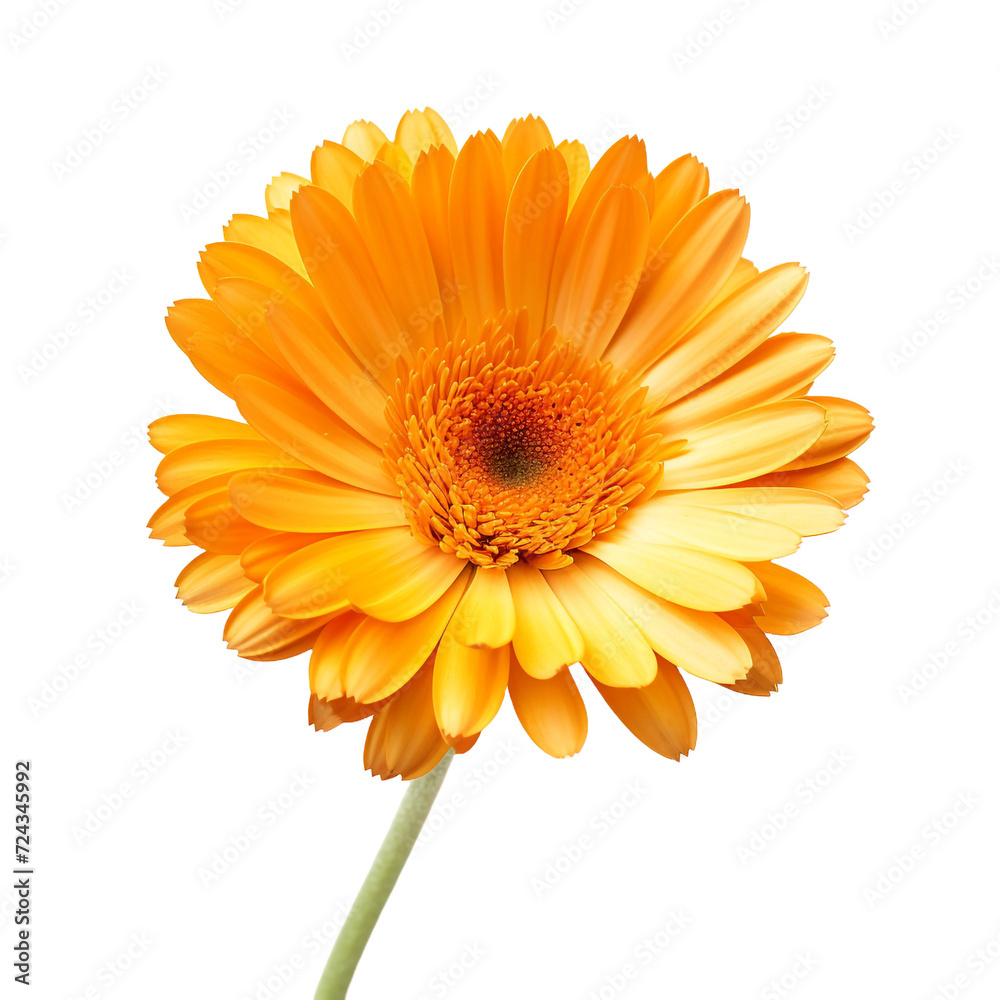 Calendula flower isolated on transparent background Calendula flower isolated on transparent background