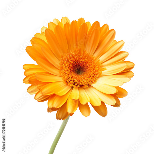 Calendula flower isolated on transparent background