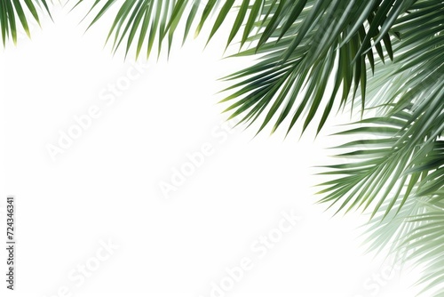 A palm tree stands against a white sky backdrop  showcasing its distinctive silhouette and tropical charm.