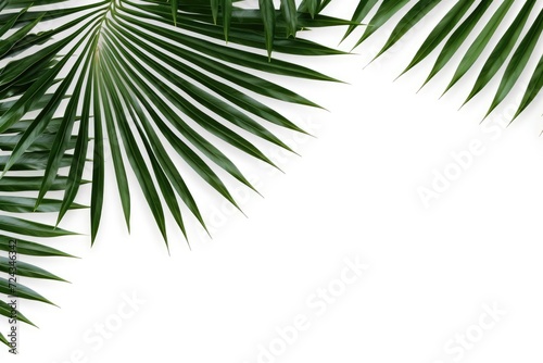 A single palm leaf set against a clean white background.