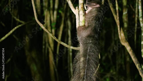 Close up of a Aye aye (Daubentonia madagascariensis). Tropical rainforest of Madagascar island photo