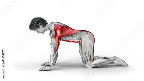 Bird Dog.-3D (818)- 
Anatomy of fitness and bodybuilding with distinct active muscles- 150 frame Animation + 150 frame Alpha Matte photo