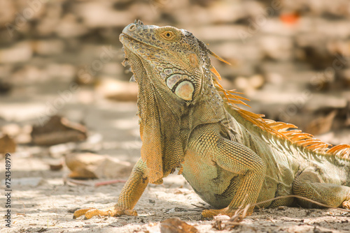 Iguanas in a Tropical Wonderland in a sunny day