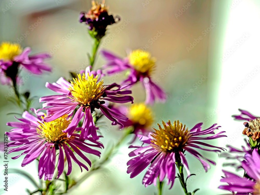 Obraz premium beautiful purple autumn flowers in a vase