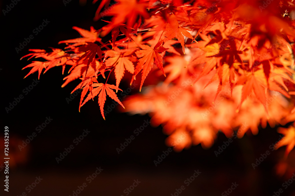 An illuminated red leaves at the traditional garden at night in autumn close up An illuminated red leaves at the traditional garden at night in autumn close up