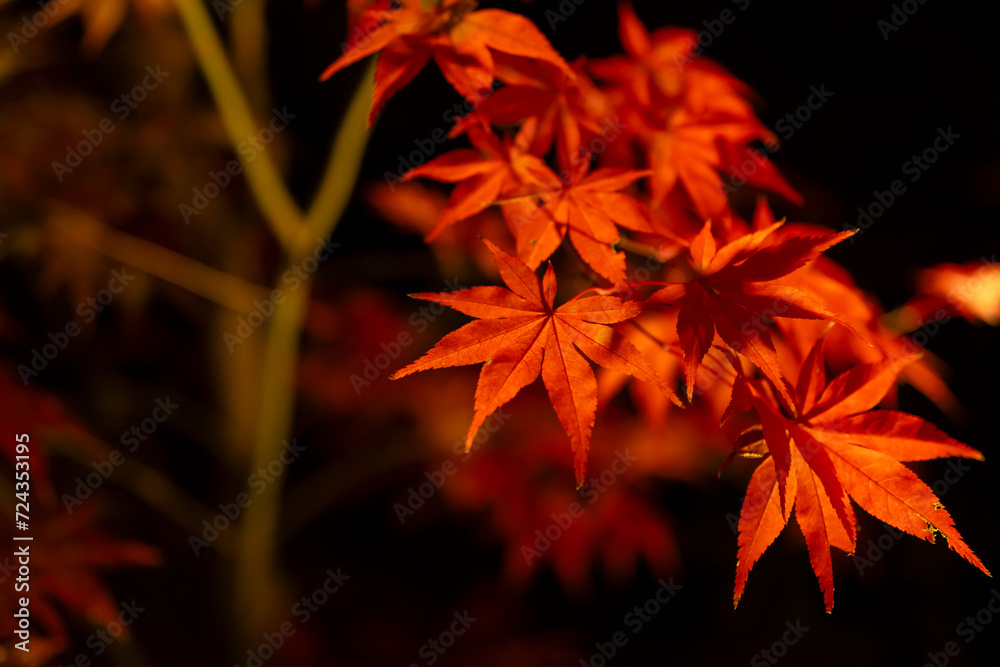 An illuminated red leaves at the traditional garden at night in autumn close up An illuminated red leaves at the traditional garden at night in autumn close up