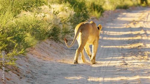 An African wild lioness female lion Panthera leo walking away from the camera photo