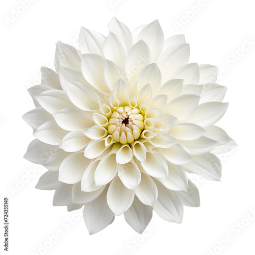Wallpaper Mural Chrysanthemum flower isolated on transparent background Torontodigital.ca