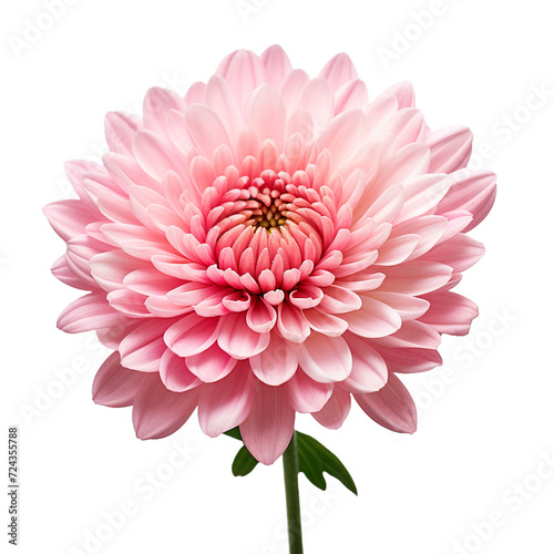 Chrysanthemum flower isolated on transparent background