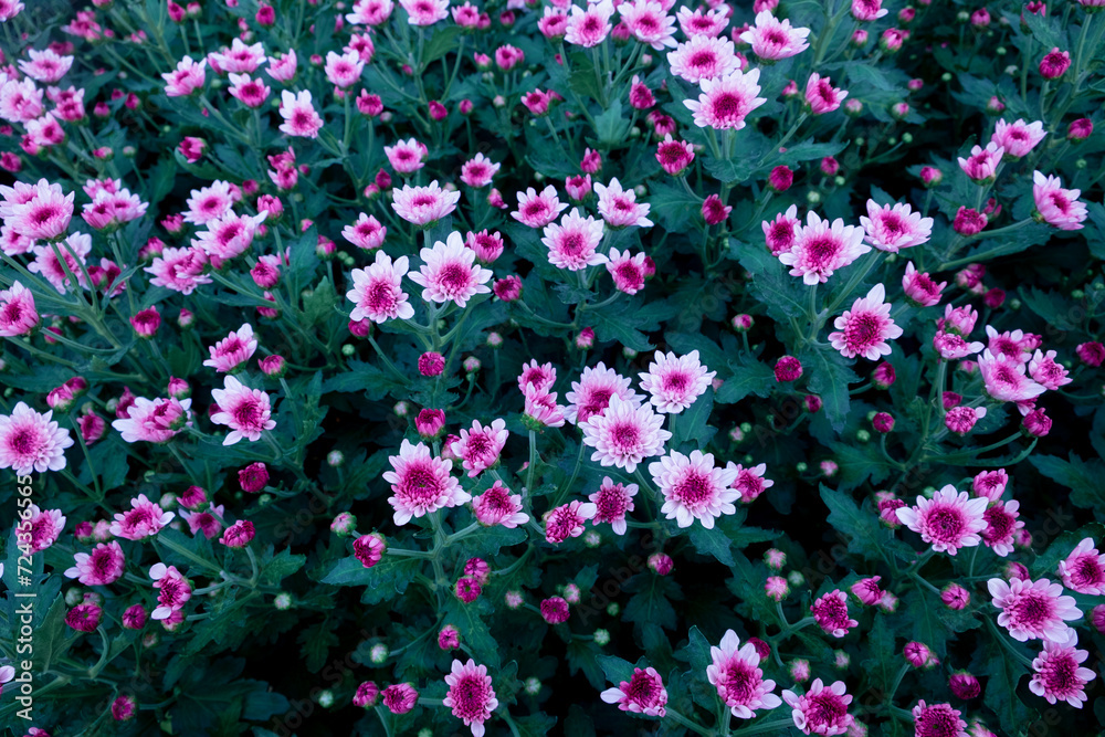 Mixed white and pink chrysanthemums with a background covered with green leaves. Mixed white and pink chrysanthemums with a background covered with green leaves.