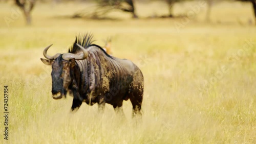 A blue wildebeest (Connochaetes taurinus) Walking in grassland, Mokala National Park, South Africa photo