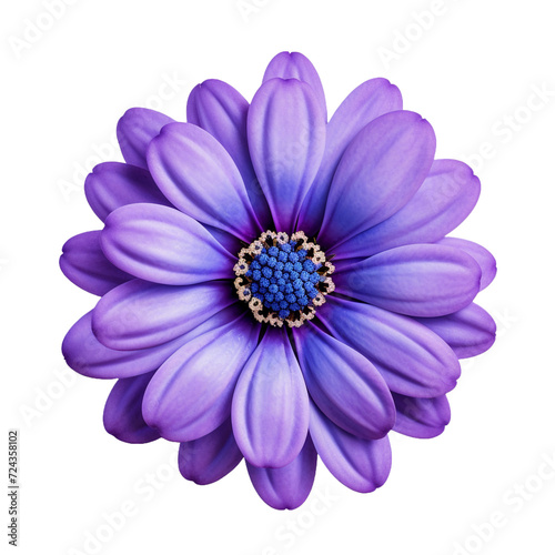 Cineraria flower isolated on transparent background