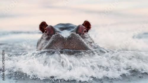 Close up of head and face of a hippopotamus hippo in a river. Botswana, South Africa photo