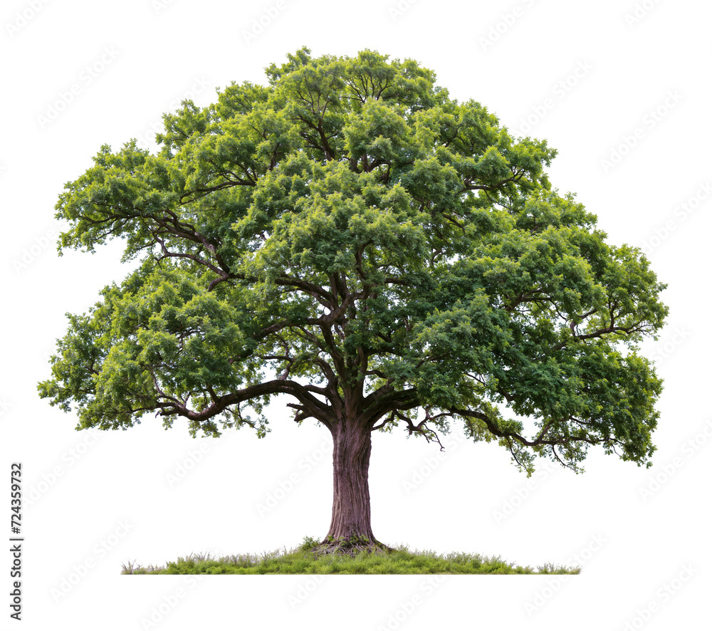 big Oak Tree PNG transparent tree and removed original background
