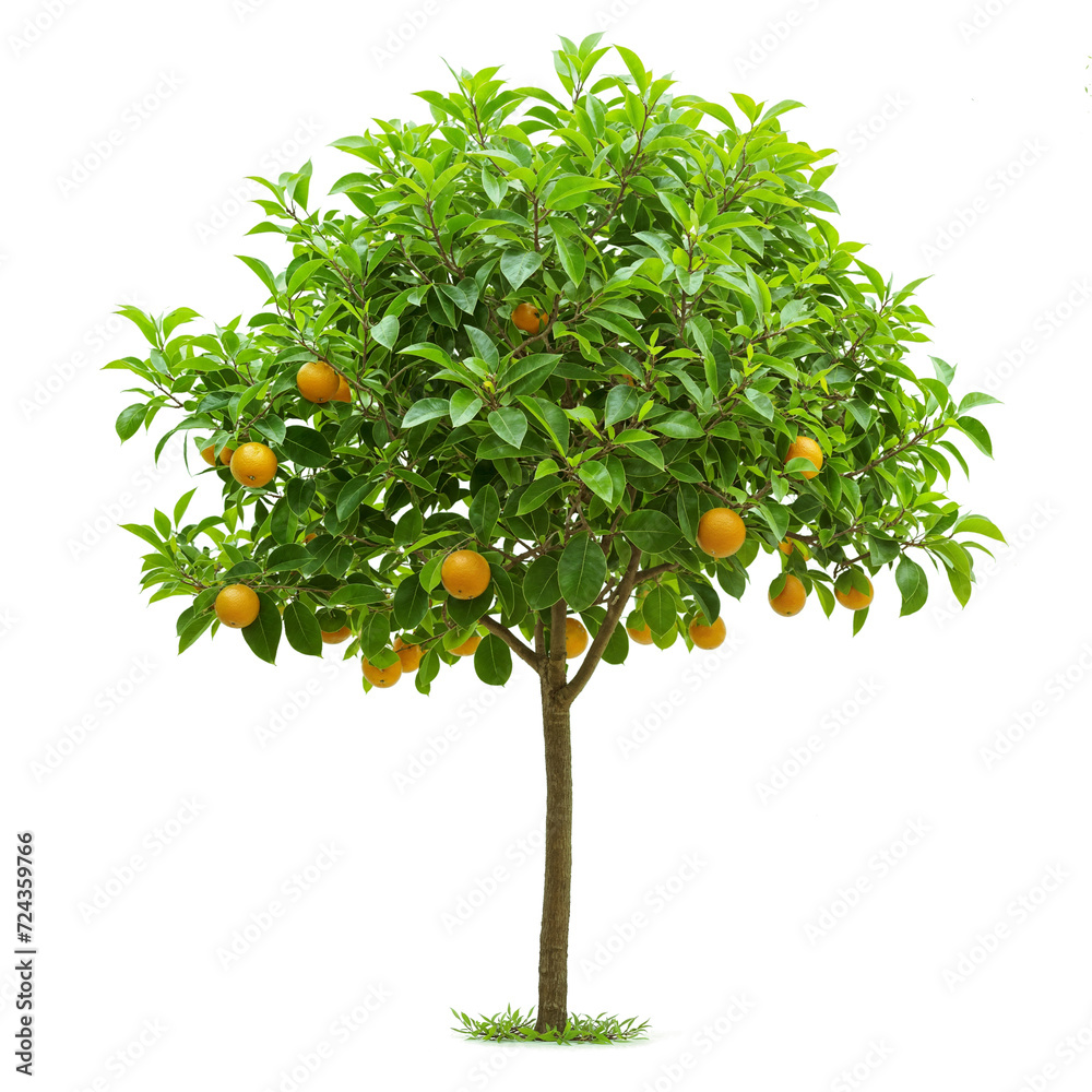 orange fruit tree forest PNG transparent background