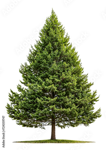 Cedar Tree PNG file for make forest and project