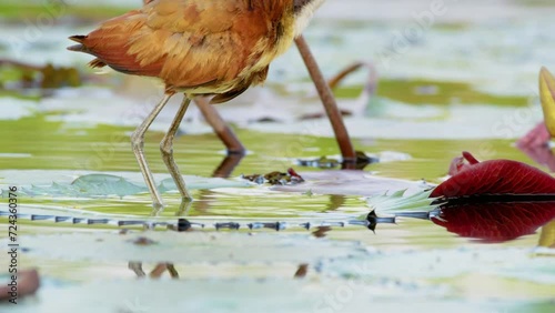 African jacana (Actophilornis africanus) Sitting on Water lilies in a lake. Chobe National Park, Botswana, South Africa photo