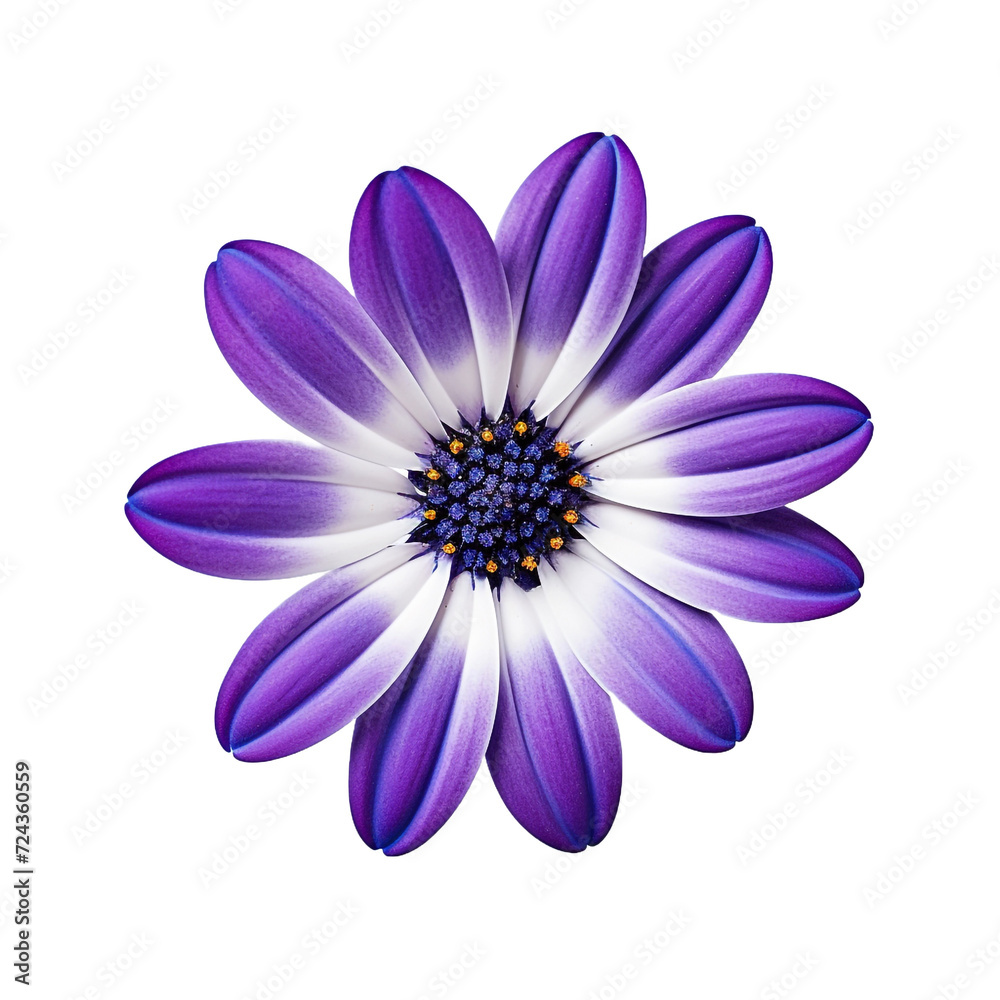 Cineraria flower isolated on transparent background