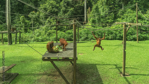 Feeding in a Sepilok Orangutan Rehabilitation Centre. Animals eat fruits laid out on a wooden floor. One monkey is climbing over stretched ropes. Tropical vegetation of the rainforest around. Malaysia photo