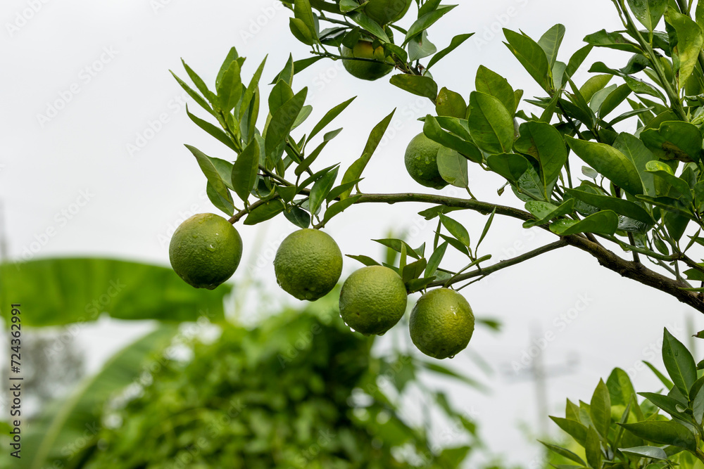 Bari 1 malta Cultivation of sweet Malta orange fruit. It contains vitamin-C Photo. taken after rain