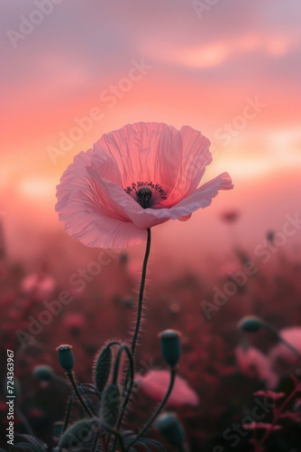 Pink poppy flower blossom in the mist and fog, vertical background