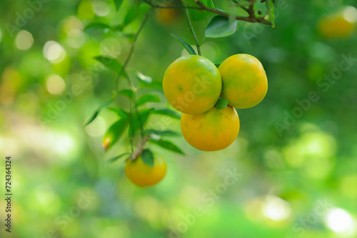 Wallpaper Mural Yellow orange variety (Sai Nam Phueng) on a tree in a garden in Thailand. Torontodigital.ca