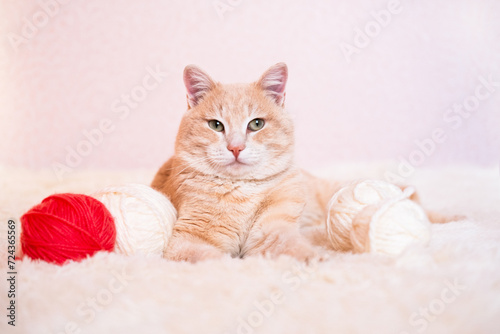 Striped red cat plays, sleeps with pink and white balls, skeins of thread on a white bed. Favorite pets concept