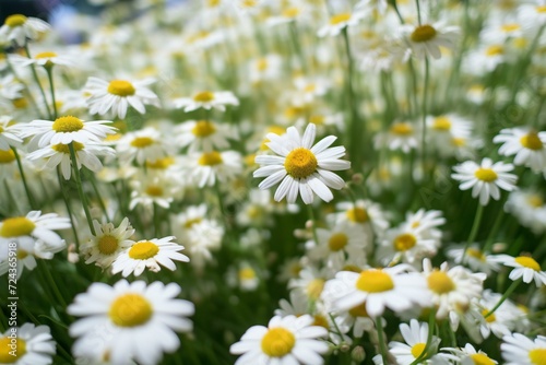 White daisies in the garden  shallow depth of field