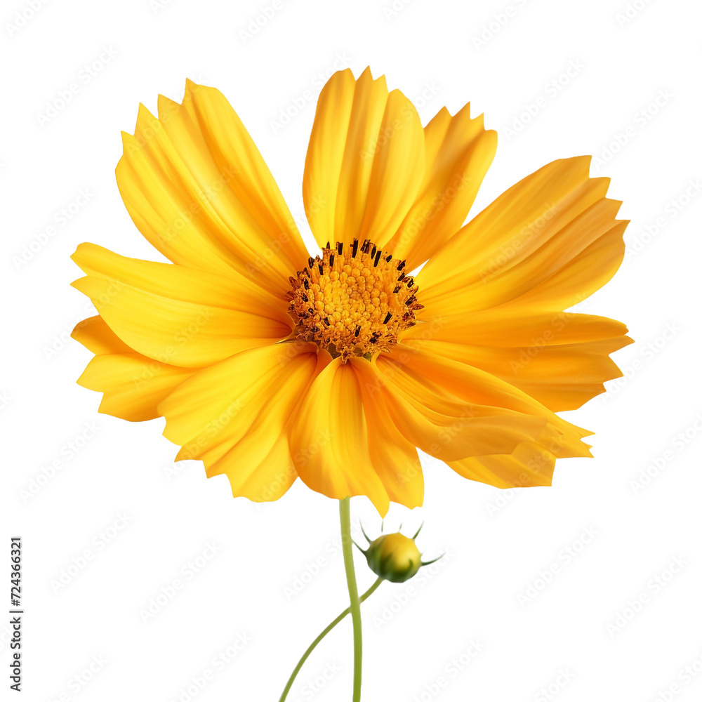 Coreopsis flower isolated on transparent background Coreopsis flower isolated on transparent background