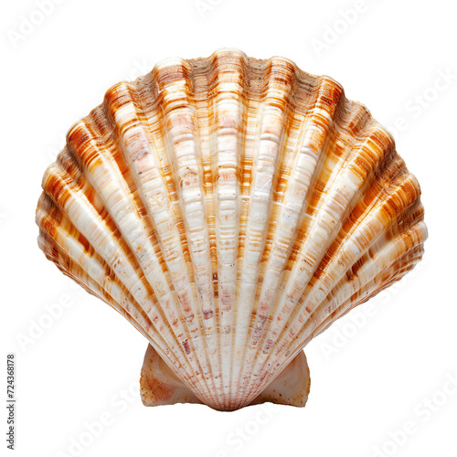 Scallop shell, isolated PNG object photo