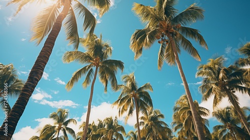 Palm tree. Summer. Sky. Green leaves.