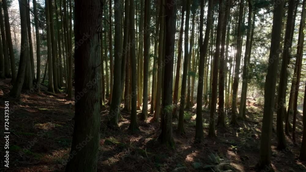 Shafts of light break through a forest of mature conifer trees to illuminate the forest floor. Kilmun Forest, Scotland. Shafts of light break through a forest of mature conifer trees to illuminate the forest floor. Kilmun Forest, Scotland.