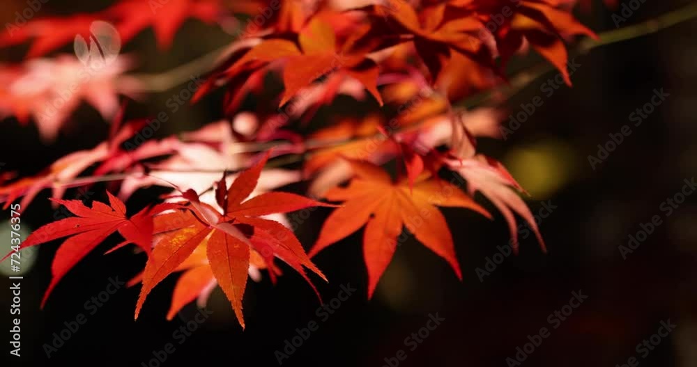 An illuminated red leaves at the traditional garden at night in autumn close up