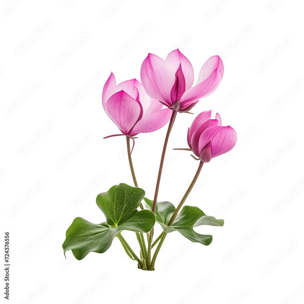 Cyclamen flower isolated on transparent background
