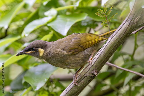 Australian Lewin's Honeyeater perched on Wattle Tree branch photo