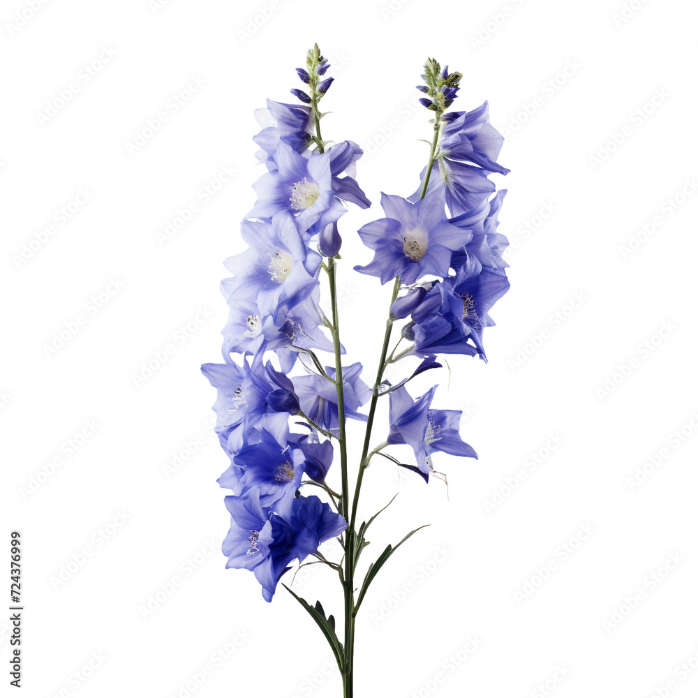 Delphinium flower isolated on transparent background Delphinium flower isolated on transparent background