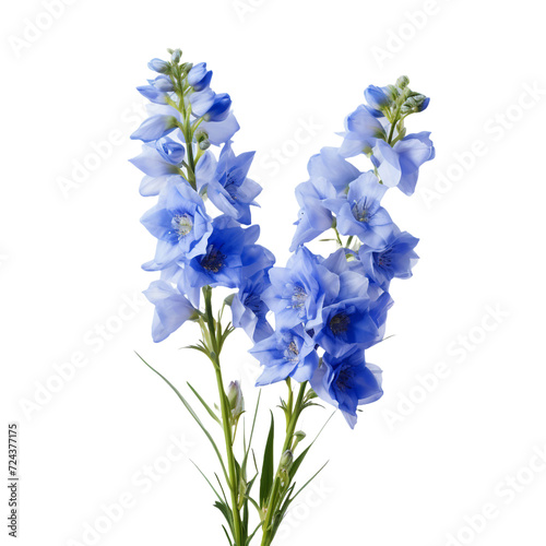 Delphinium flower isolated on transparent background