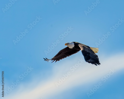 Bald Eagle in Flight